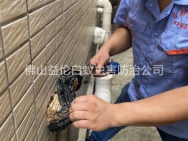 荷城建筑灭治白蚁工程